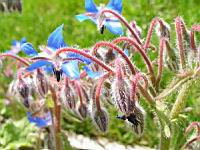 Borago officinalis (4) (Photo F. Mrugala)